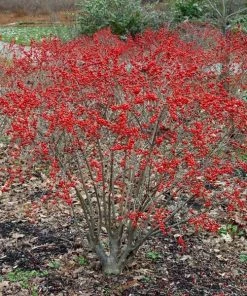 Garden Goods Direct Shrubs Red Sprite Winterberry Holly
