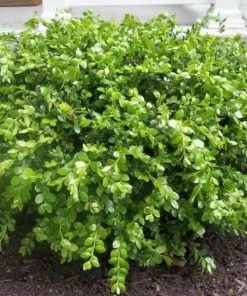 Garden Goods Direct Wintergreen Boxwood 6 Garden Goods Direct Wintergreen Boxwood