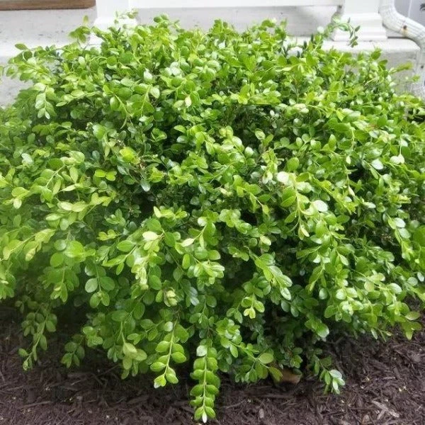 Garden Goods Direct Wintergreen Boxwood 3 Garden Goods Direct Wintergreen Boxwood
