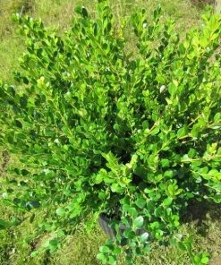 Garden Goods Direct Wintergreen Boxwood 7 Garden Goods Direct Wintergreen Boxwood