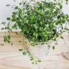 Garden Goods Direct Wire Vine House Plants