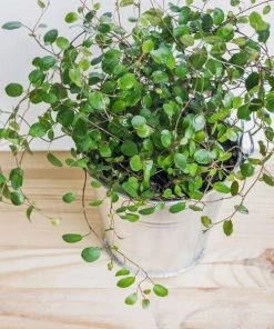 Garden Goods Direct Wire Vine House Plants