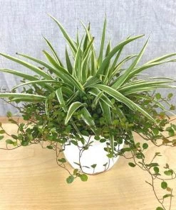 Garden Goods Direct Spider Plant Wire Vine Combo Pot House Plants