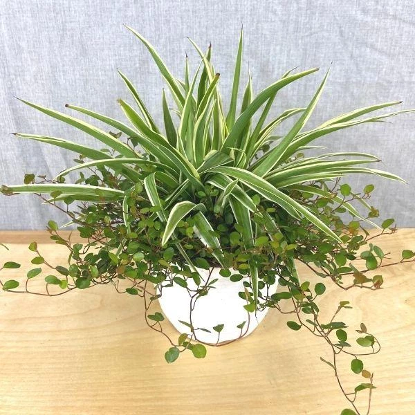 Garden Goods Direct Spider Plant Wire Vine Combo Pot House Plants 1 Garden Goods Direct Spider Plant Wire Vine Combo Pot House Plants