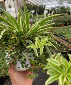 Garden Goods Direct Spider Plant Wire Vine Combo Pot House Plants