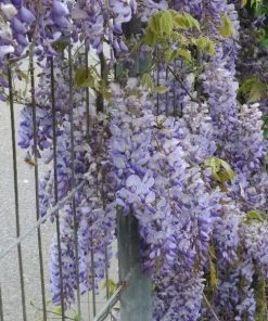 Garden Goods Direct Shrubs Blue Moon Wisteria