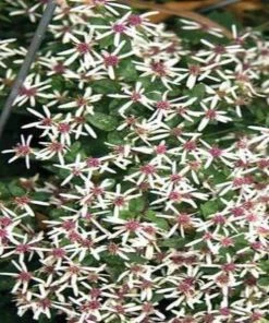 Garden Goods Direct White Wood Aster Perennials