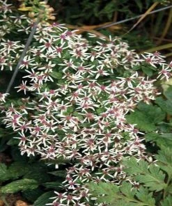 Garden Goods Direct White Wood Aster Perennials