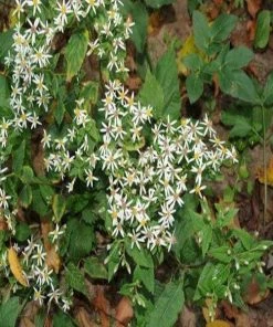Garden Goods Direct White Wood Aster Perennials