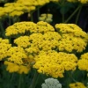Garden Goods Direct Perennials Achillea Moonshine