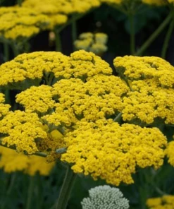 Garden Goods Direct Perennials Achillea Moonshine