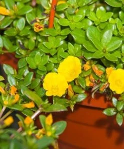 Garden Goods Direct Portulaca Yellow