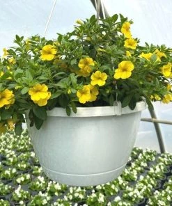 Garden Goods Direct Yellow Calibrachoa 7 Garden Goods Direct Yellow Calibrachoa