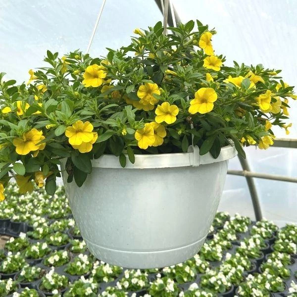 Garden Goods Direct Yellow Calibrachoa 4 Garden Goods Direct Yellow Calibrachoa