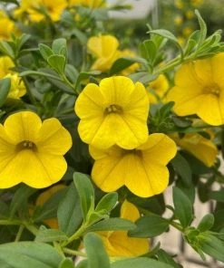 Garden Goods Direct Yellow Calibrachoa 6 Garden Goods Direct Yellow Calibrachoa