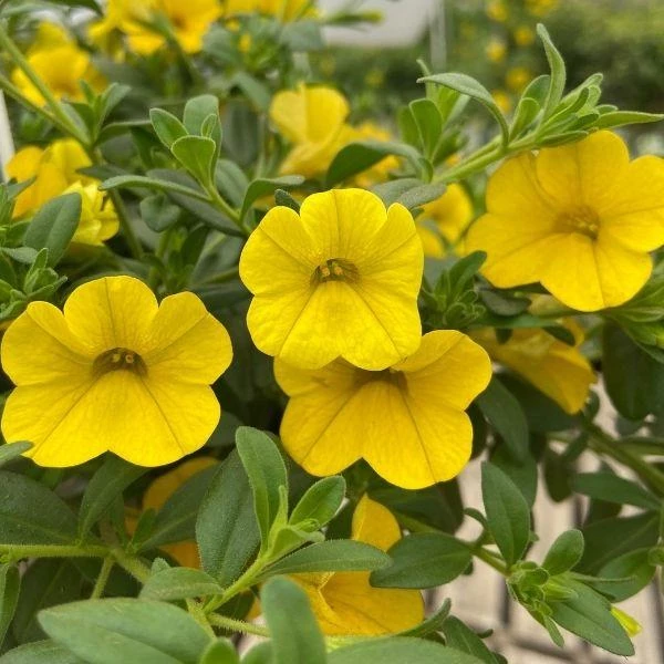 Garden Goods Direct Yellow Calibrachoa 3 Garden Goods Direct Yellow Calibrachoa
