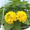 Garden Goods Direct Annuals Yellow Lantana