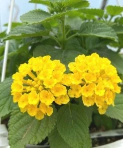 Garden Goods Direct Annuals Yellow Lantana