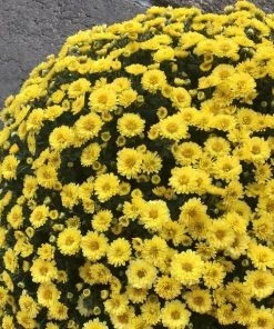 Garden Goods Direct Yellow Mums
