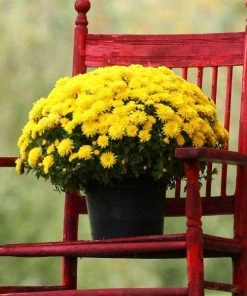 Garden Goods Direct Yellow Mums