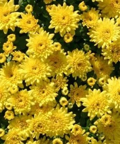 Garden Goods Direct Yellow Mums