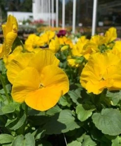Garden Goods Direct Annuals Yellow Pansy