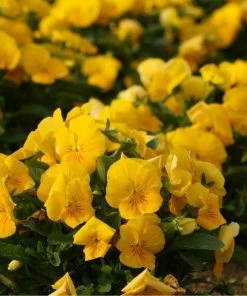 Garden Goods Direct Annuals Yellow Pansy