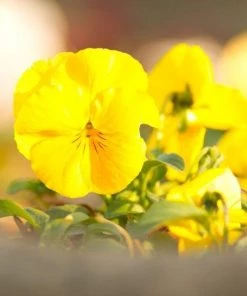 Garden Goods Direct Annuals Yellow Pansy