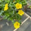 Garden Goods Direct Portulaca Yellow