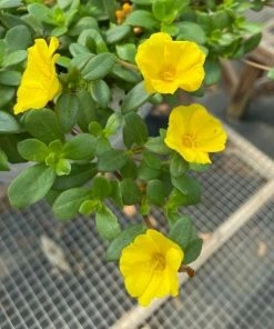 Garden Goods Direct Portulaca Yellow