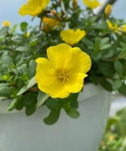 Garden Goods Direct Portulaca Yellow