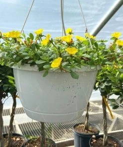 Garden Goods Direct Portulaca Yellow