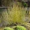 Garden Goods Direct Shrubs Yellow Twig Dogwood