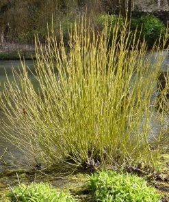 Garden Goods Direct Shrubs Yellow Twig Dogwood