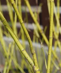 Garden Goods Direct Shrubs Yellow Twig Dogwood