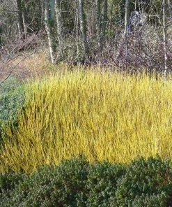 Garden Goods Direct Shrubs Yellow Twig Dogwood
