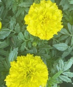 Garden Goods Direct Yellow Marigold Annuals