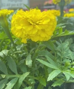 Garden Goods Direct Yellow Marigold Annuals
