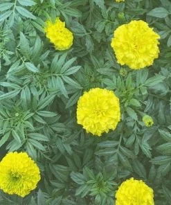 Garden Goods Direct Yellow Marigold Annuals