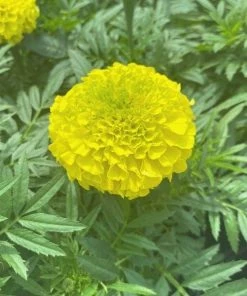 Garden Goods Direct Yellow Marigold Annuals