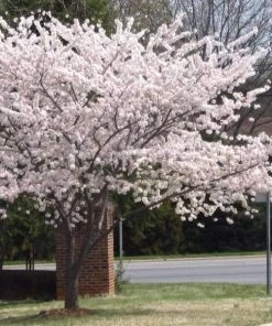 Garden Goods Direct Trees Yoshino Cherry Tree