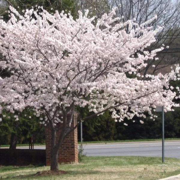 Garden Goods Direct Trees Yoshino Cherry Tree 1 Garden Goods Direct Trees Yoshino Cherry Tree