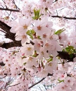 Garden Goods Direct Trees Yoshino Cherry Tree