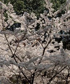 Garden Goods Direct Trees Yoshino Cherry Tree 6 Garden Goods Direct Trees Yoshino Cherry Tree