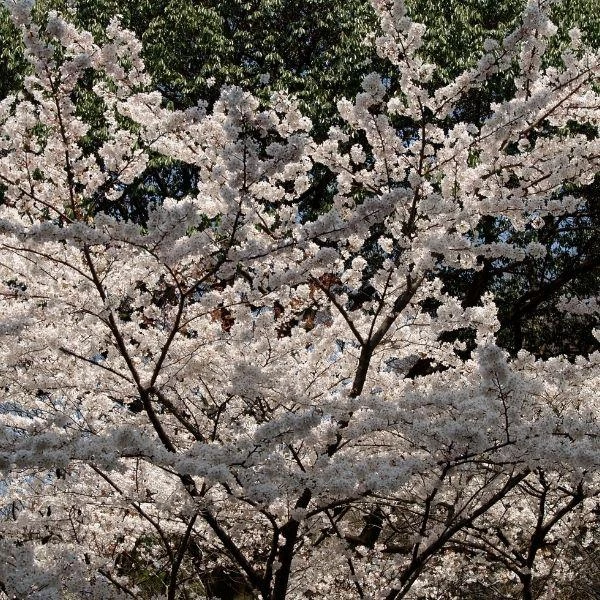 Garden Goods Direct Trees Yoshino Cherry Tree 3 Garden Goods Direct Trees Yoshino Cherry Tree