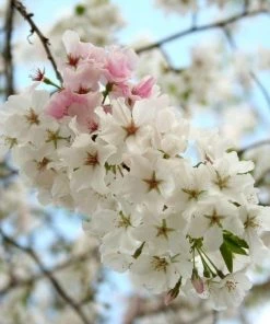 Garden Goods Direct Trees Yoshino Cherry Tree 7 Garden Goods Direct Trees Yoshino Cherry Tree