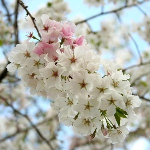 Garden Goods Direct Trees Yoshino Cherry Tree 4 Garden Goods Direct Trees Yoshino Cherry Tree