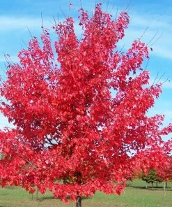 Garden Goods Direct October Glory Maple