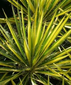 Garden Goods Direct Shrubs Color Guard Yucca