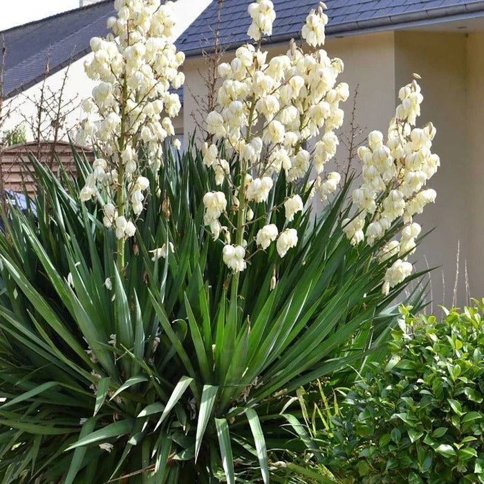 Garden Goods Direct Shrubs Yucca Filamentosa 'Excalibur' 4 Garden Goods Direct Shrubs Yucca Filamentosa 'Excalibur'